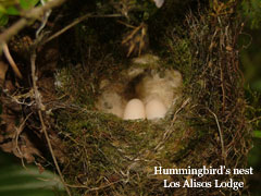 HummingbirdNest
