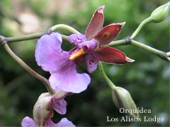 Orchid