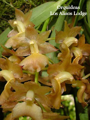 Orchid