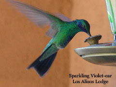 SparklingV ioletEar