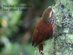 PearledTreerunner