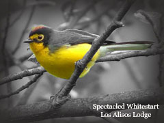 SpectacledWhitestart