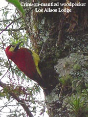 CrimsonMantledWoodpecker